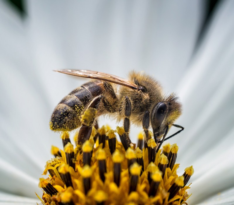 Bee Monitor